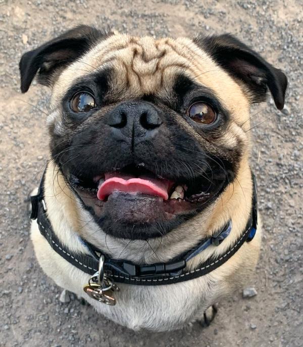 /Images/uploads/PUG NATION RESCUE OF LOS ANGELES/pugnation/entries/31012thumb.jpg